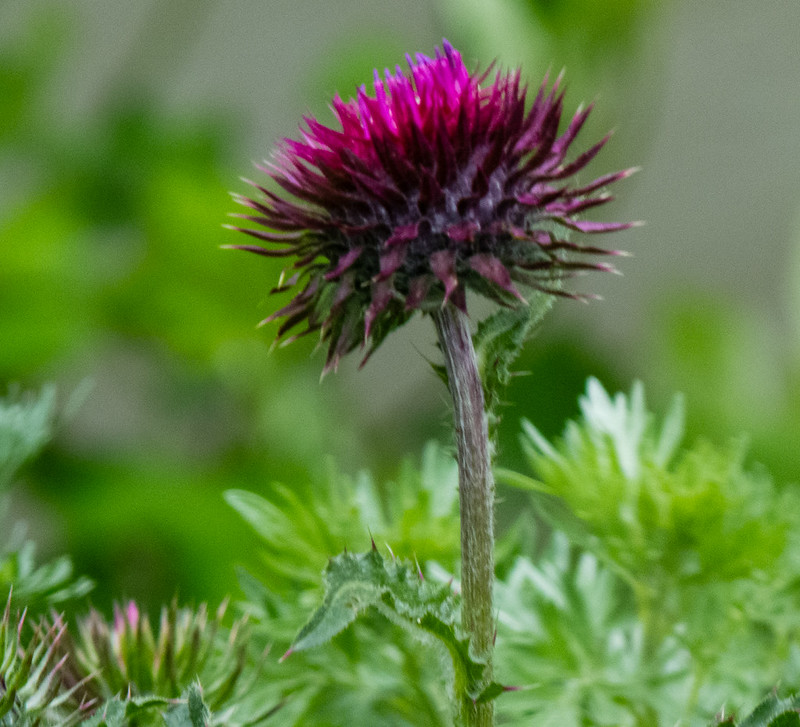 Thistle, Lorelei