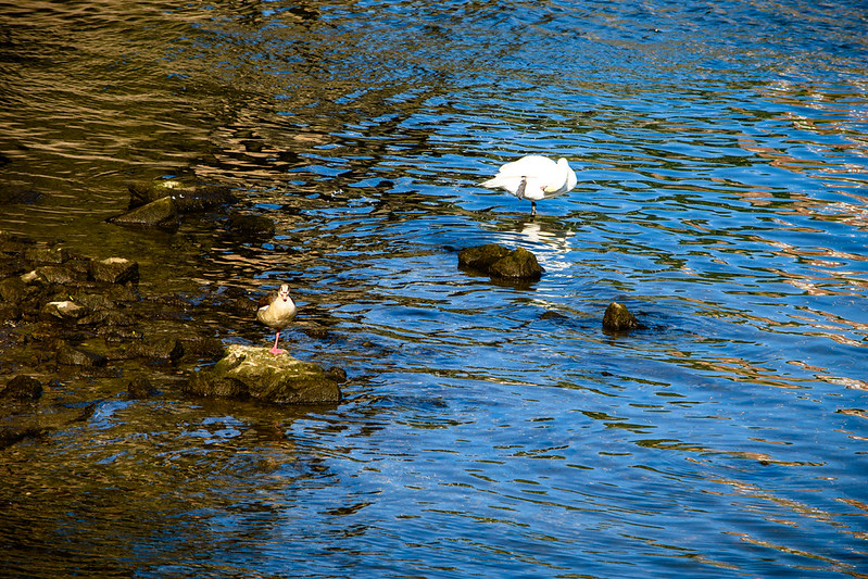 Swan, Eqyptian goose, Mosel