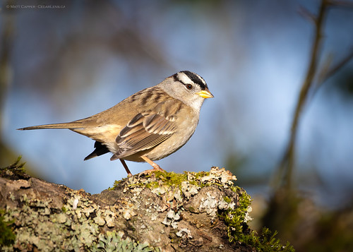 White Crowned Sparrow | by Matt Capper