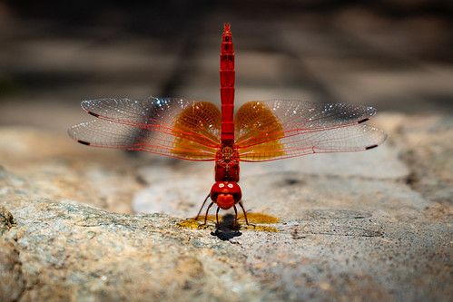 Libelle 002 | by ziegannmovies