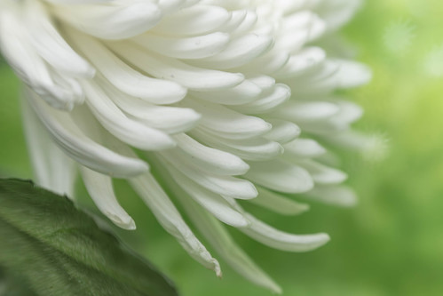 white chrysanth