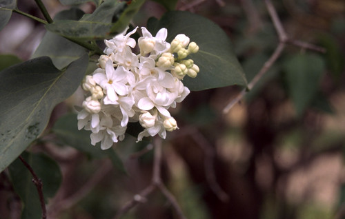 White Lilacs