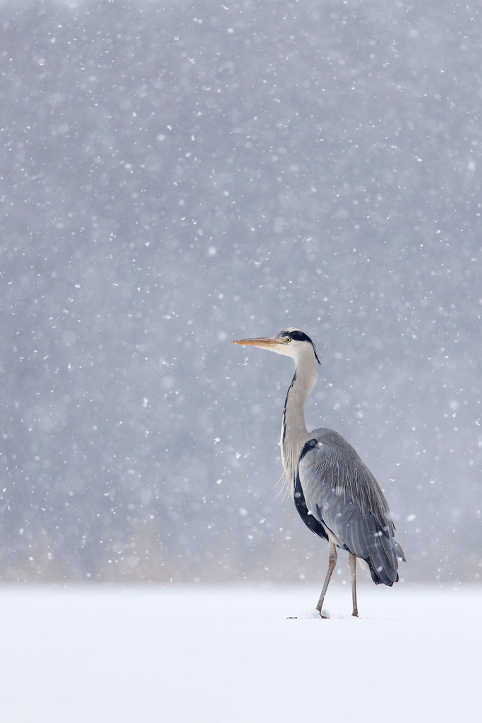 Ardea cinerea | Grey Heron | gråhäger
