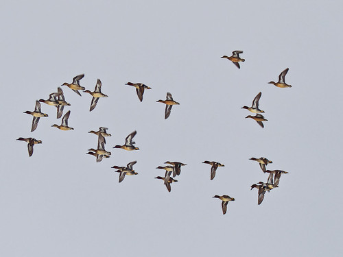 wild ducks | by https://szaboistvan.blogspot.hu/