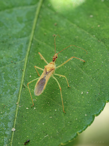 Purillo Insecto Insecto | Estaba haciendo fotos y mira por donde, aparece es… | Flickr