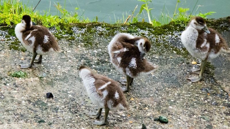Egyptian geese and goslings by the Rhine