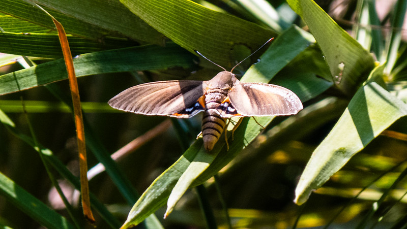 Palm moth, Cassis
