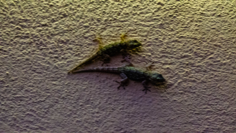 Geckos on a wall
