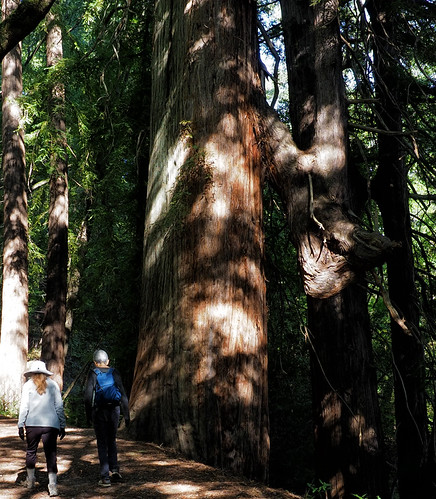 Old Growth & odd | by LeftCoastKenny