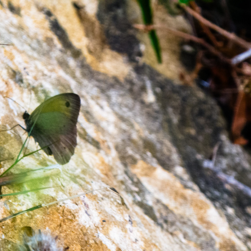 Unidentified butterfly, Cassis