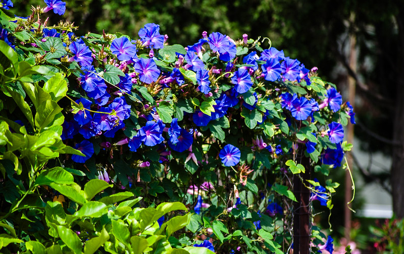Ocean morning glory, Capri