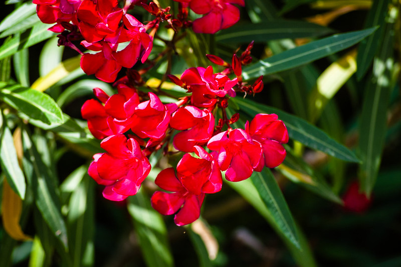 Oleander flowering, Capri