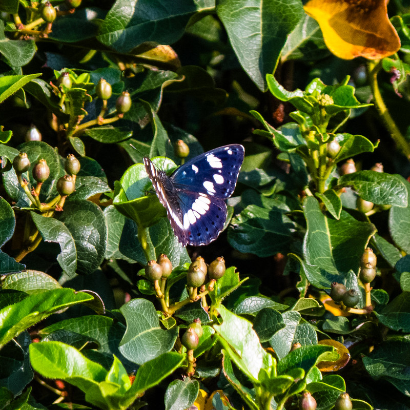 Southern white admiral butterfly, Cassis