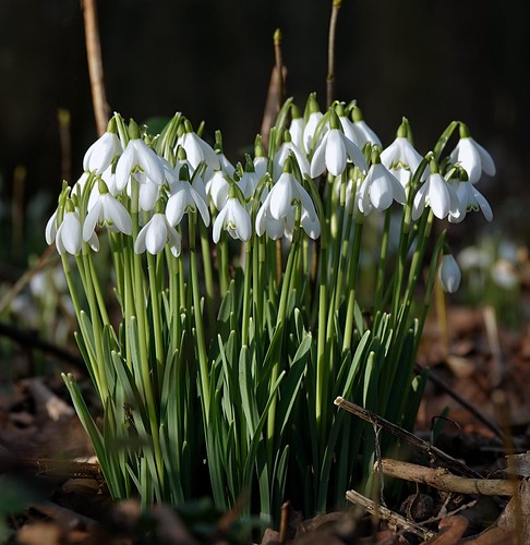 Strength in numbers | by Simon W. Photography