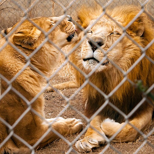 20260117 / Burlington, North Carolina ・ Lion Love