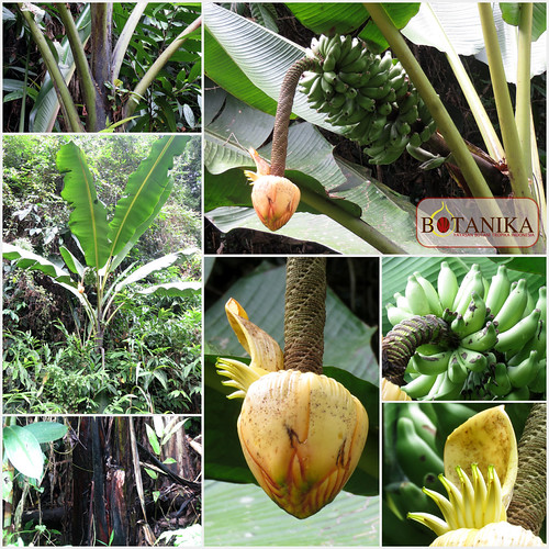 Musaceae—(Musa borneensis var. flavida (M.Hotta) Häkkinen … | Flickr