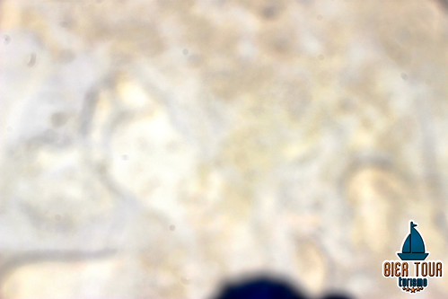 batch_IMG_4801