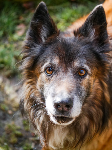 Hellios the dogwolf