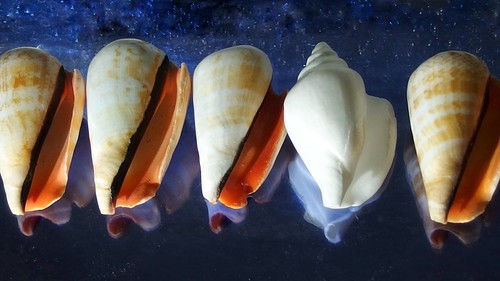 Odd one out | by Ellianda