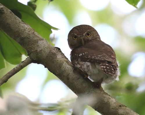 Colima Pygmy Owl | by Lorand Szucs