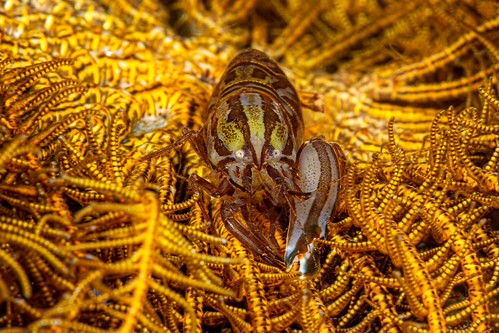 Crinoid within Feather Star