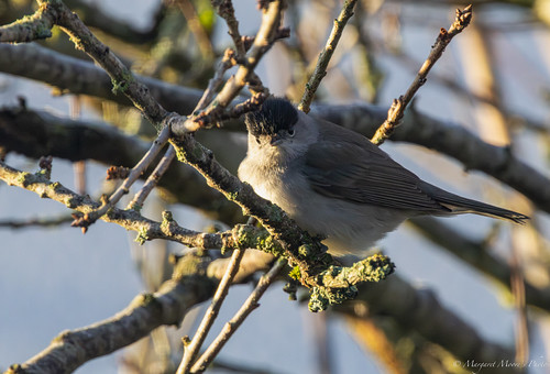 Peeking Black Cap! | by mmoore1067