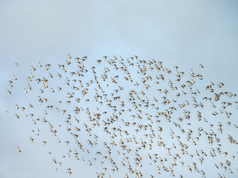 Godwit flock flying, Exe estuary