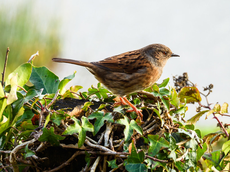 Dunnock looking around