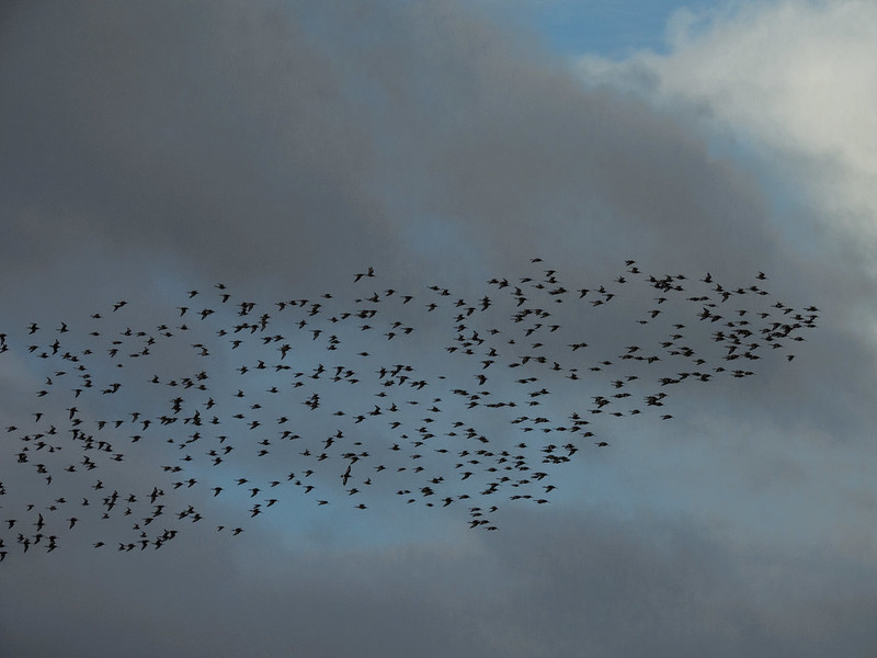 Godwit flock flying, Exe estuary