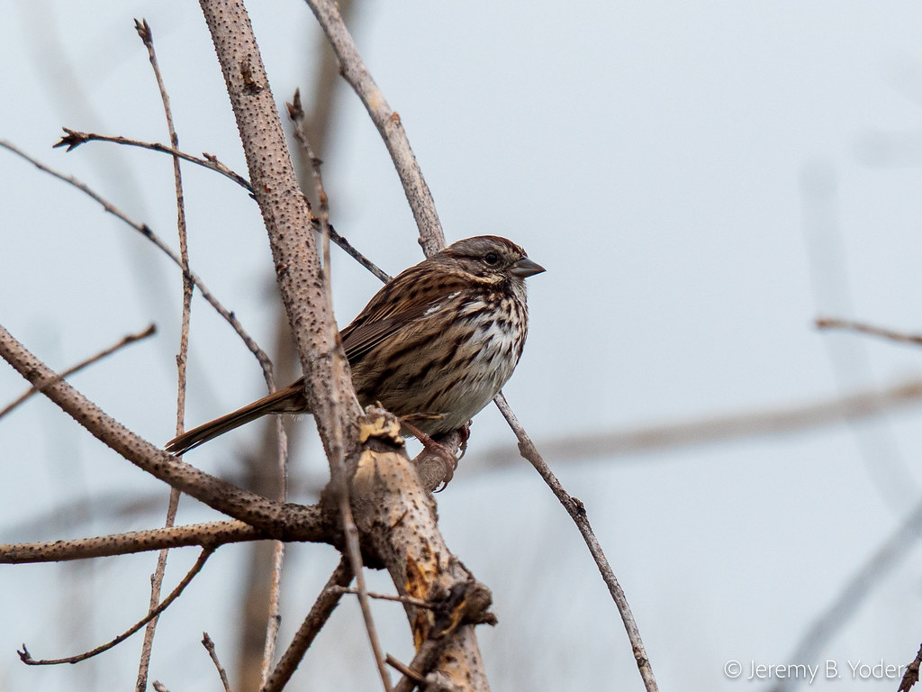 20260210 - song sparrow