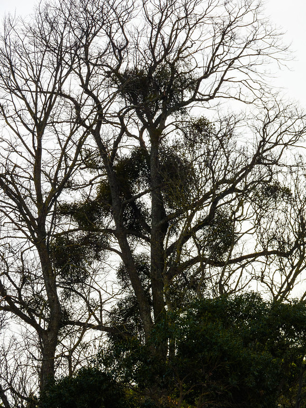 Mistletoe in bunches