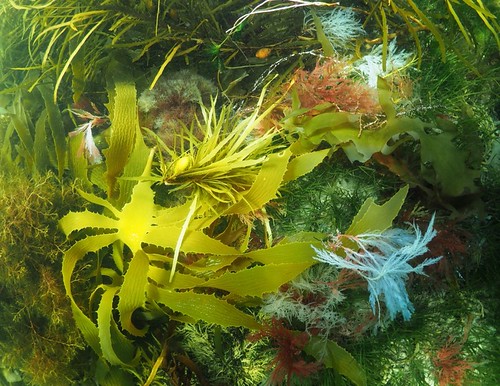Algae - Mushroom Reef | by watsonphil35