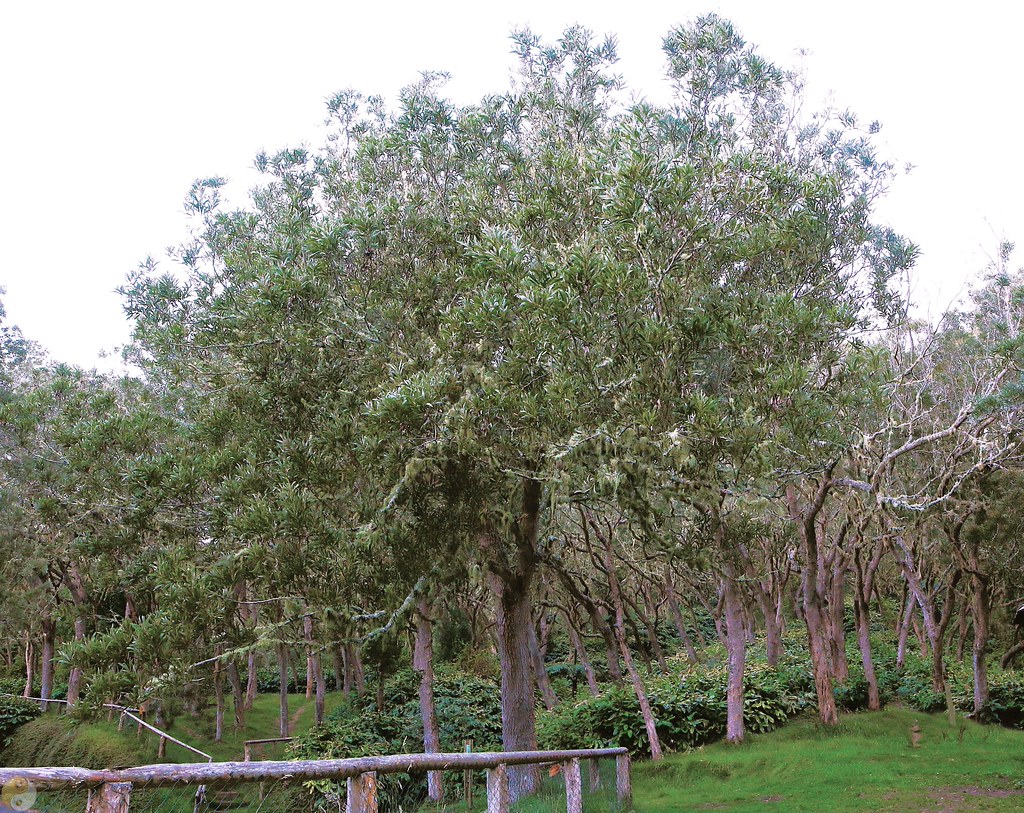 Acacia heterophylla - Tamarin des Hauts -_GF