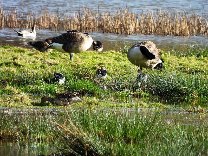 Lapwings and more
