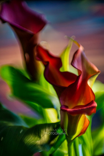 Dreamy Calla's | by ♡Lynn♡