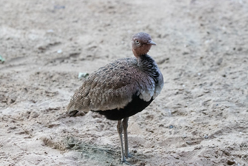 Buff-crested bustard