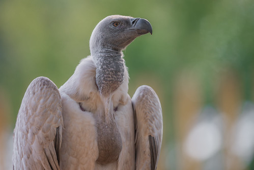 Cape Vulture | by wrmoquin