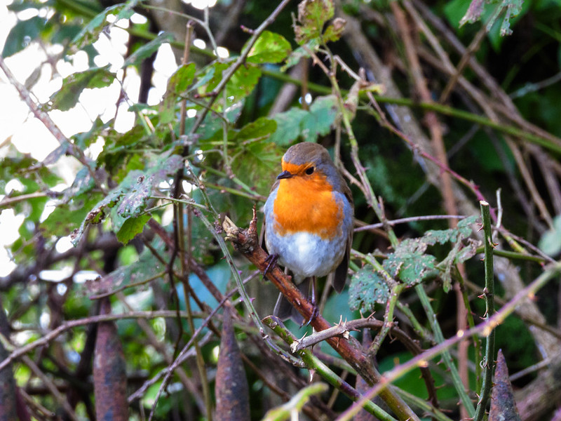 Robin by a lane, Bowling Green