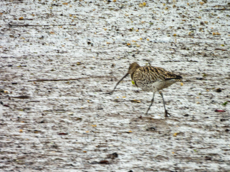 Curlew on exposed mud