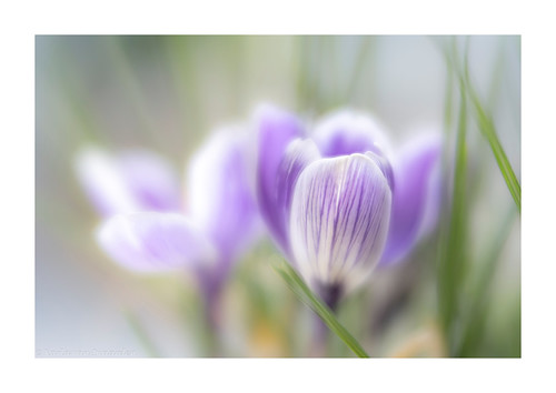 Variegated purple crocus. | by Karla van Iwaarden