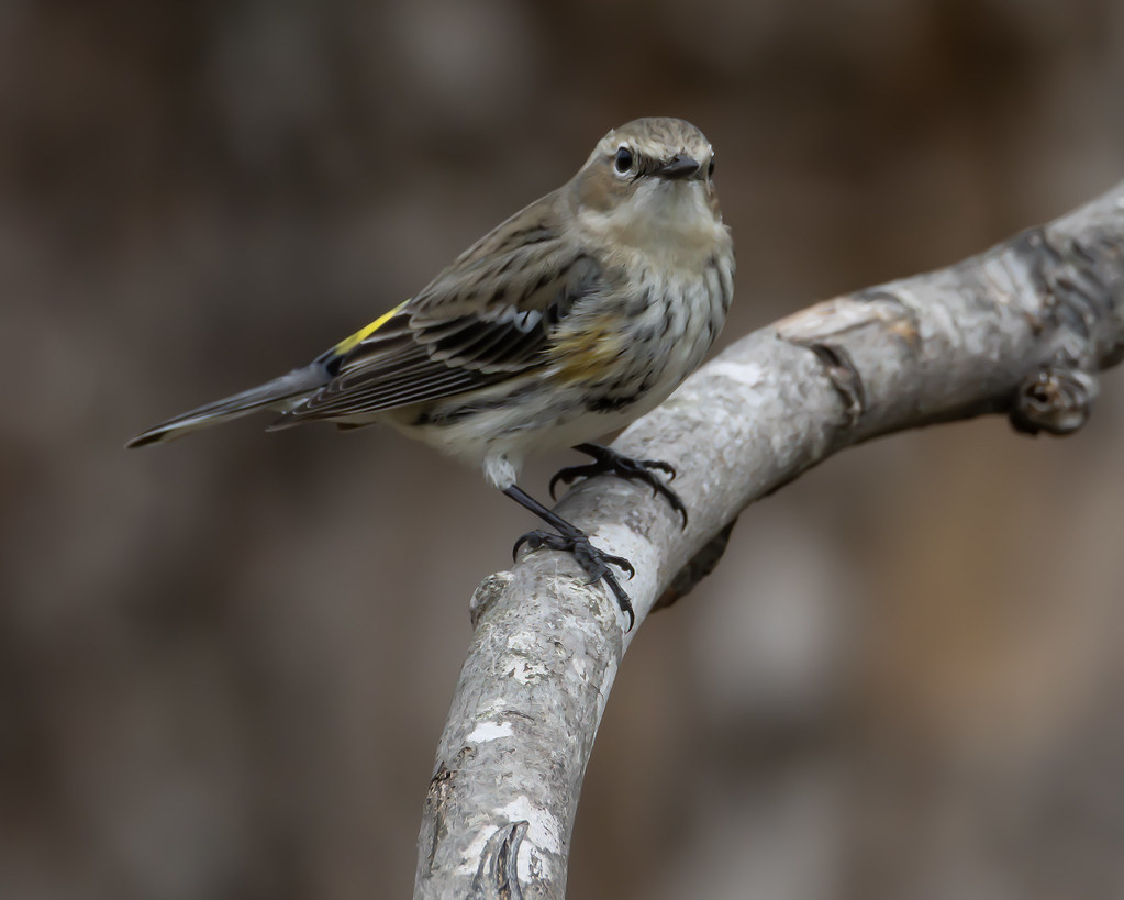 Yellow Rumbi's Yellow-rumped Warbler | Another Yellow-rumped was waiting fo… | Flickr
