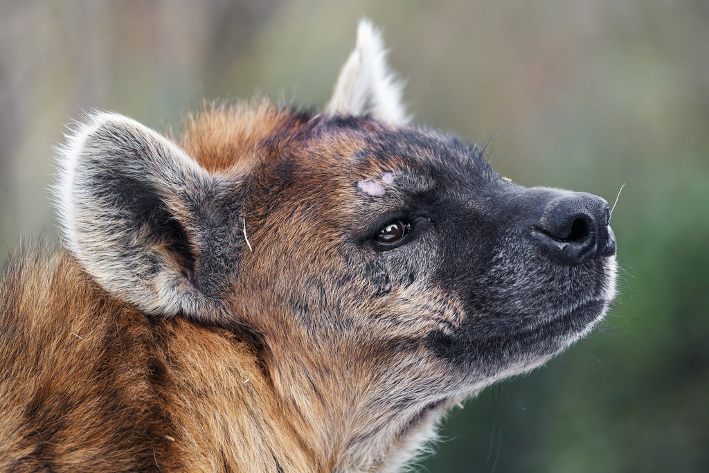 Close profile of Masangao | Another portrait of Masangao the… | Flickr