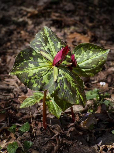 Winter trilliums (02)