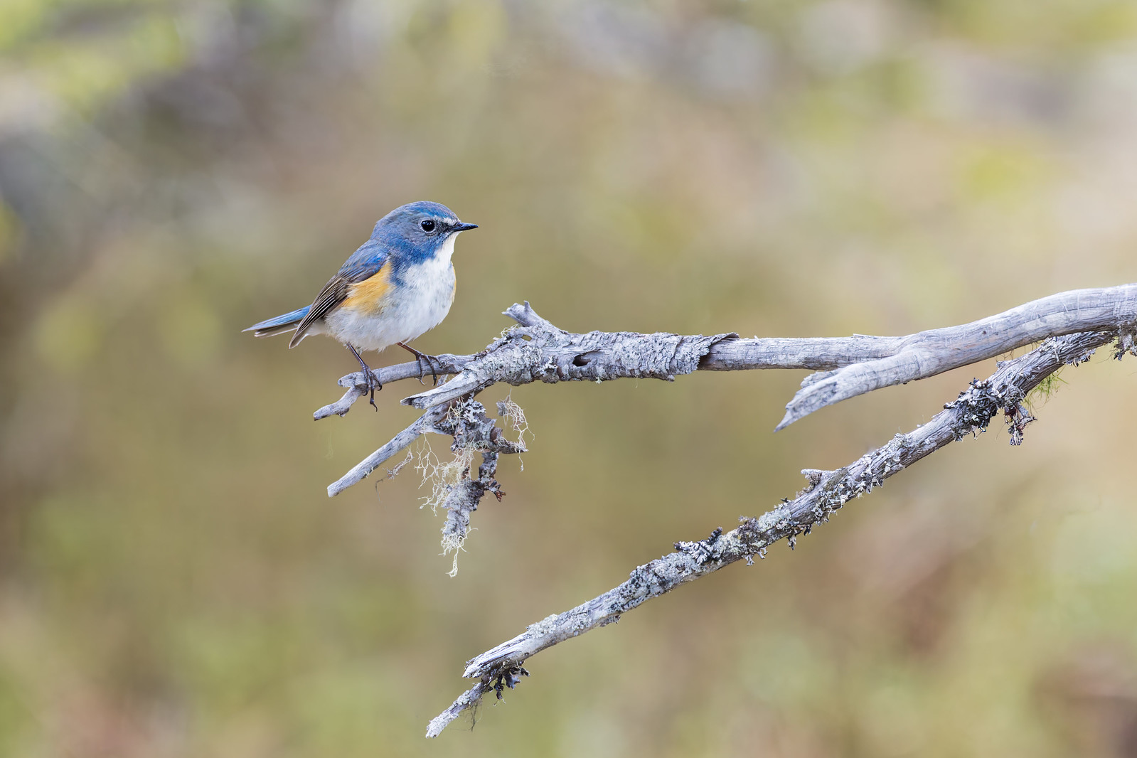 Tarsiger cyanurus | Red-flanked Bluetail | tajgablåstjärt