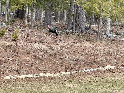 After being chased away for pecking at my car, this turkey is now keeping his distance. | by devtmefl