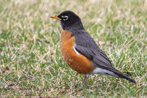 DSC_1082 | by Alan Houghton (Buanadha1967)