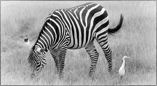 Wildlife canvas | by Jose Antonio Pascoalinho
