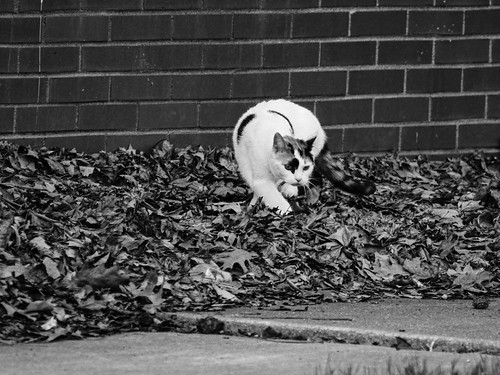 03-14-2026_cbus_E300_P3141528_dxo_kodak_trix400
