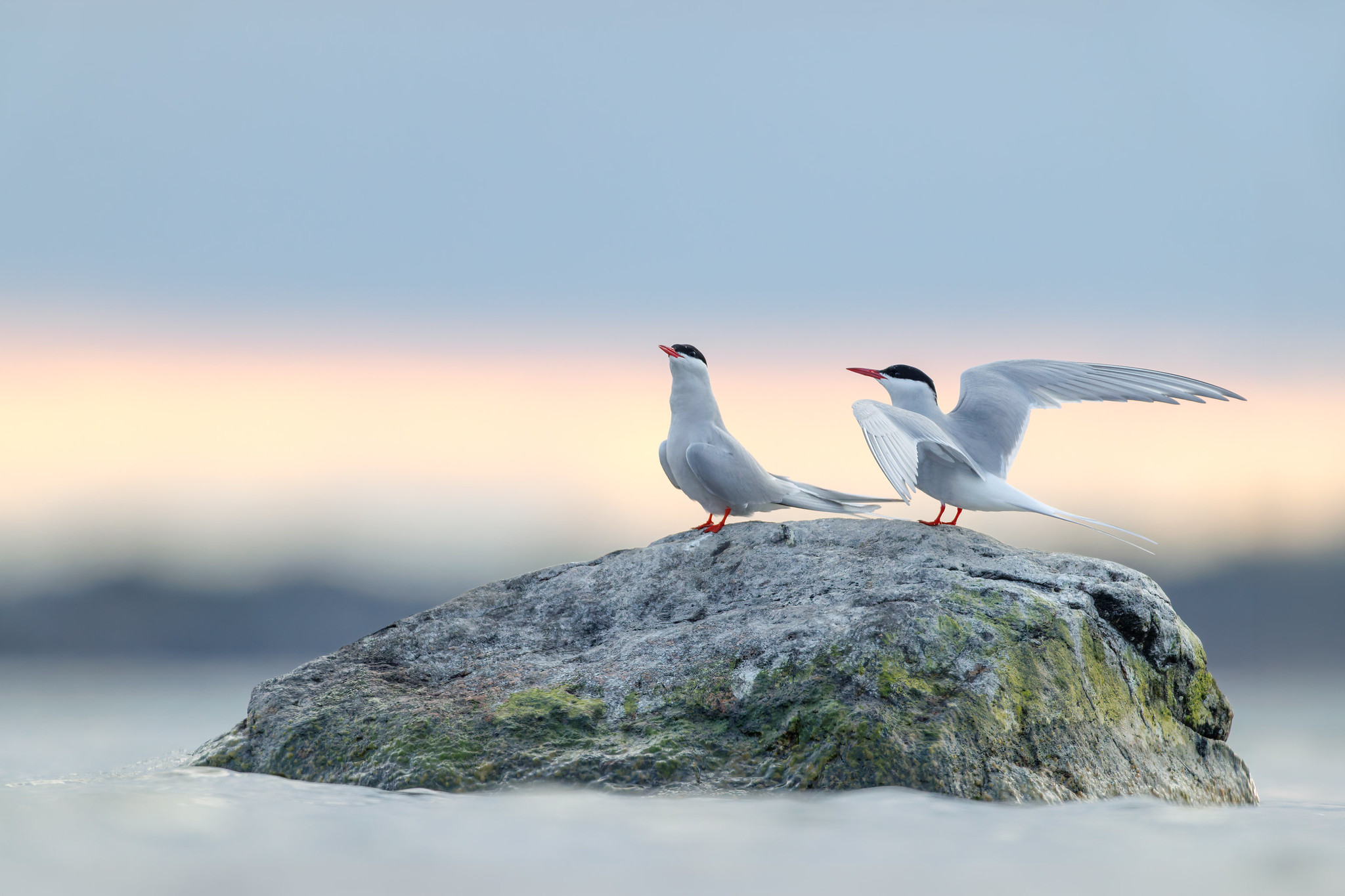 Sterna paradisaea | Arctic Tern | silvertärna