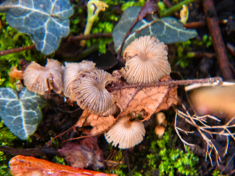 Battered bonnets